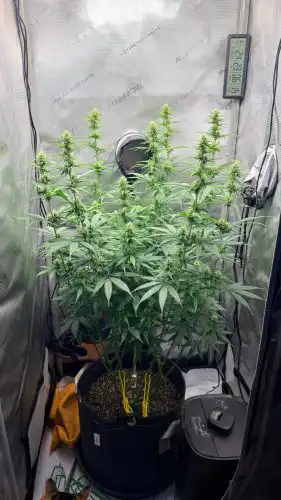 Click to view full screen CBD Charlotte's Web Feminized Seeds photo review