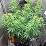 CBD Charlotte's Web Feminized Seeds photo review