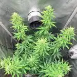 CBD Charlotte's Web Feminized Seeds photo review