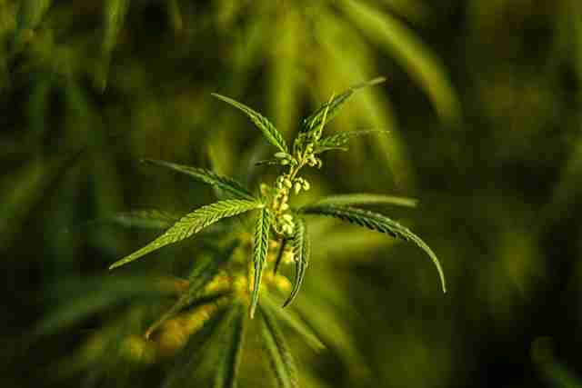 Autoflowering Cannabis Seeds