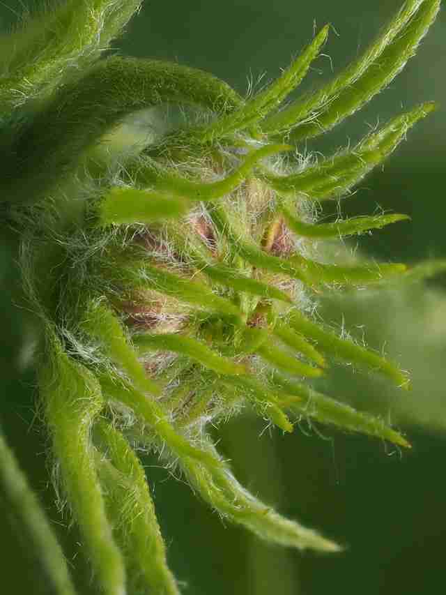 Female Weed Seeds