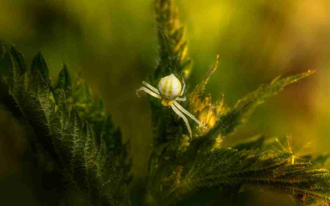 The Complete Guide to Feminised Weed Seeds for Successful Cultivation