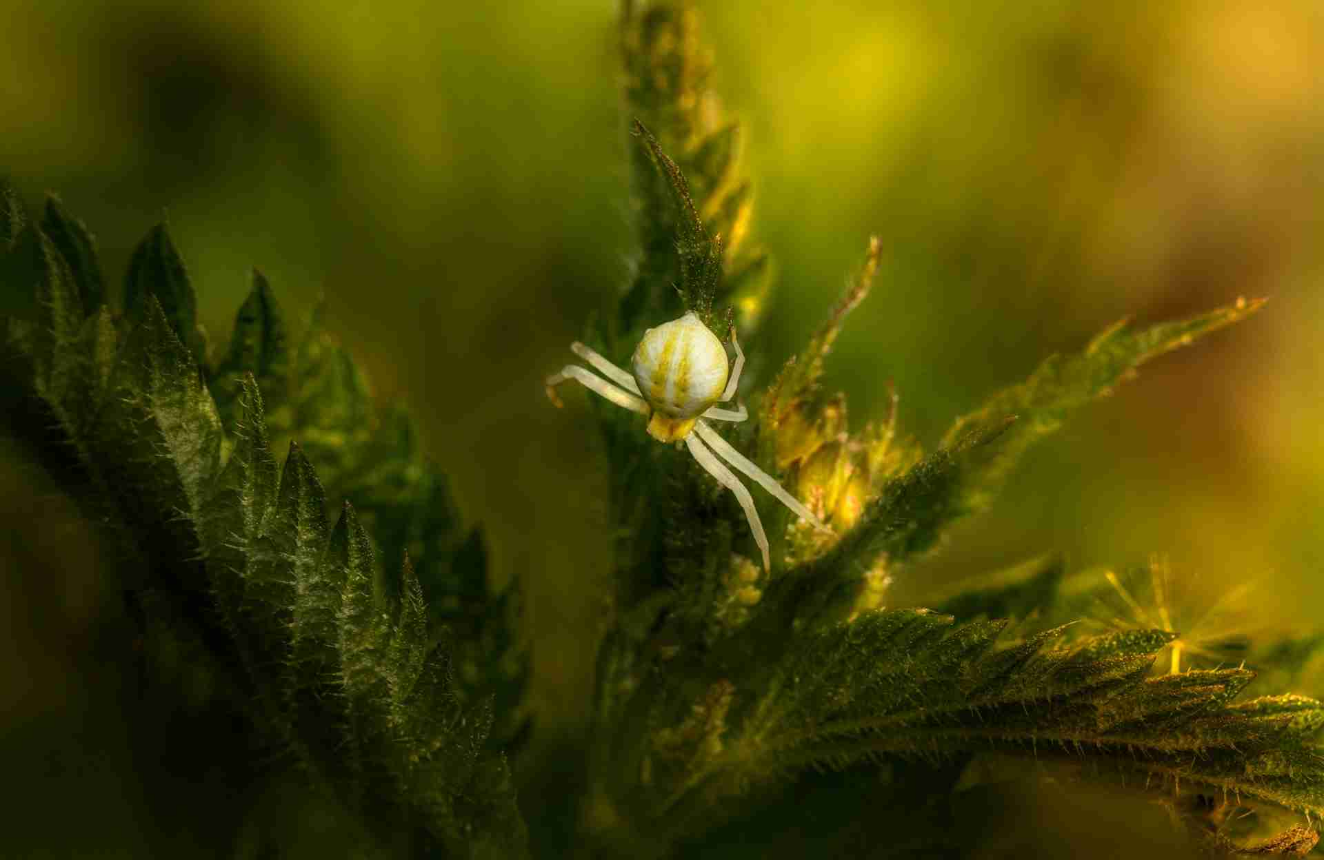 Feminised Weed Seeds