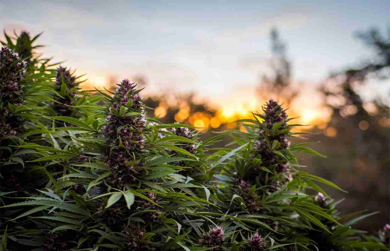 Best Cannabis Seeds in Australia