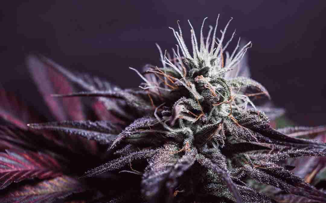 Understanding Autoflowering Cannabis Seeds: Benefits and Growth Tips