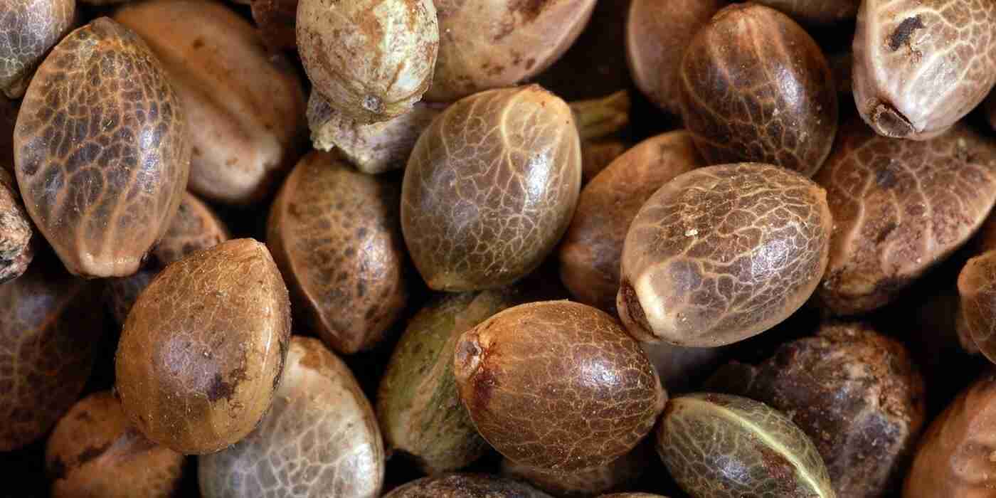 best cannabis seeds australia