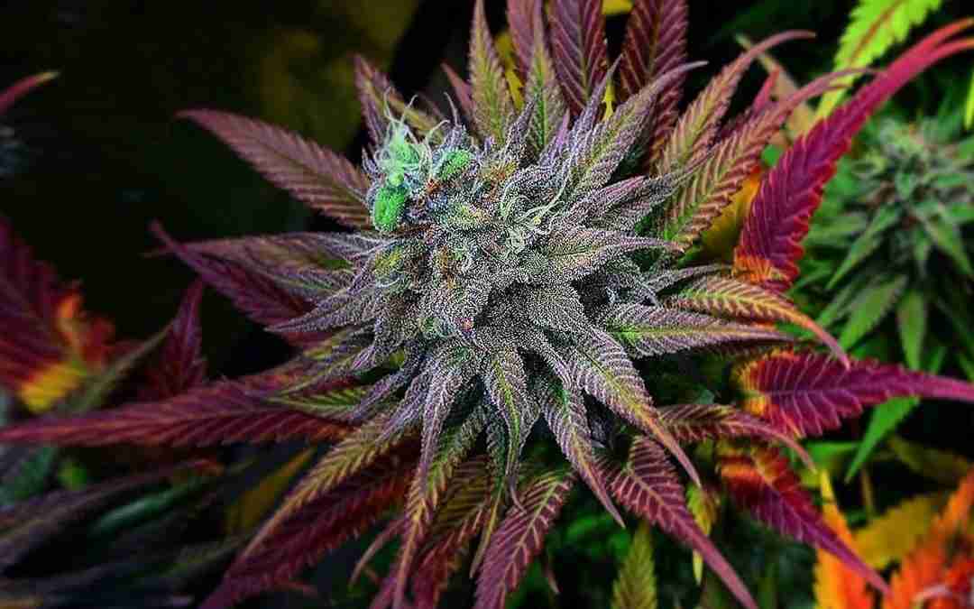 Top Female Weed Seeds for a Successful Grow: A Comprehensive Guide