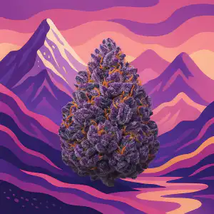 purple kush auto seeds