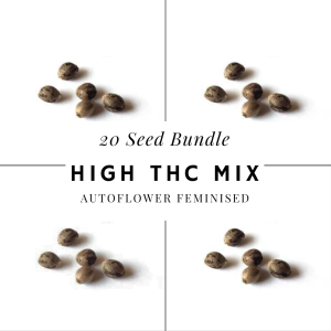 High THC Auto Feminised Cannabis Seeds Bundle