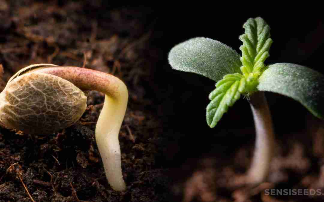 How to Germinate Weed Seeds Successfully