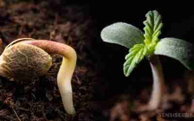 How to Germinate Weed Seeds Successfully