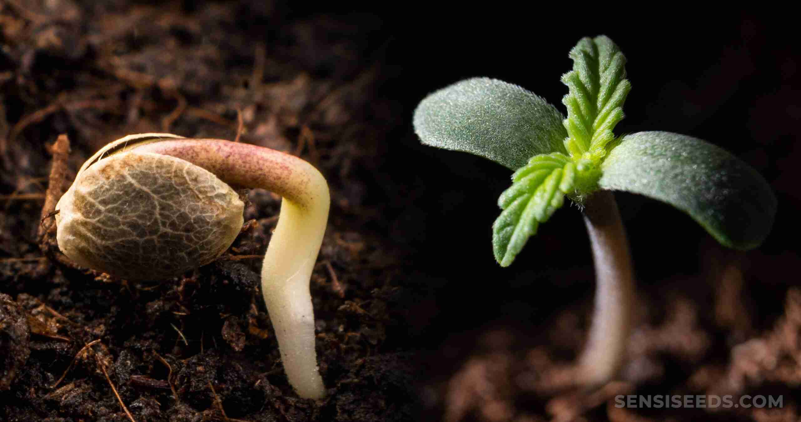 How To Germinate Weed Seeds CLOSEUP SEEDLING