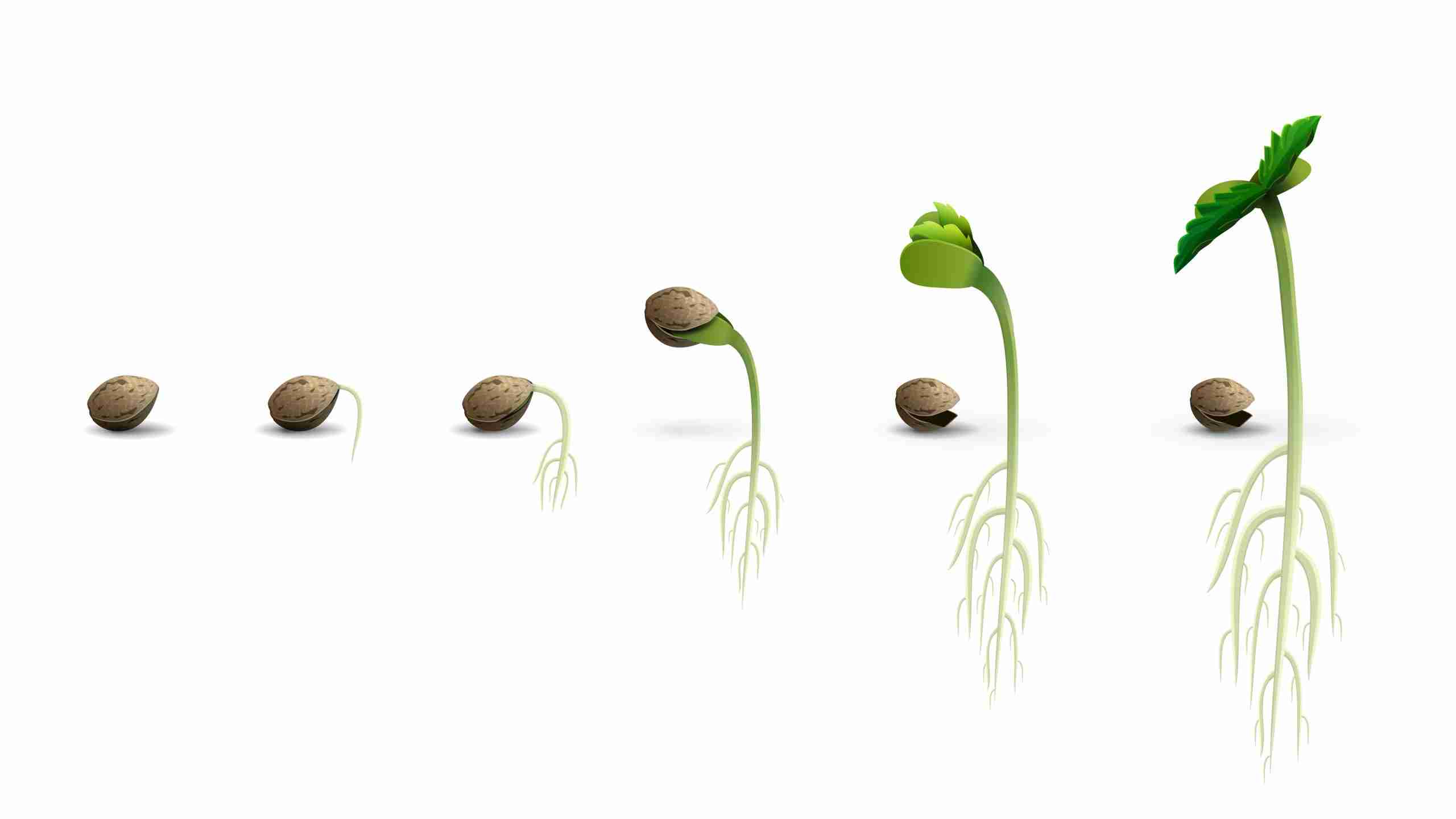 Male And Female Weed Seeds