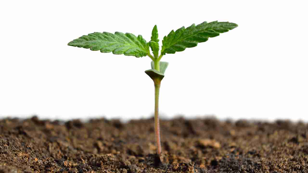How to Grow Weed Seeds Successfully