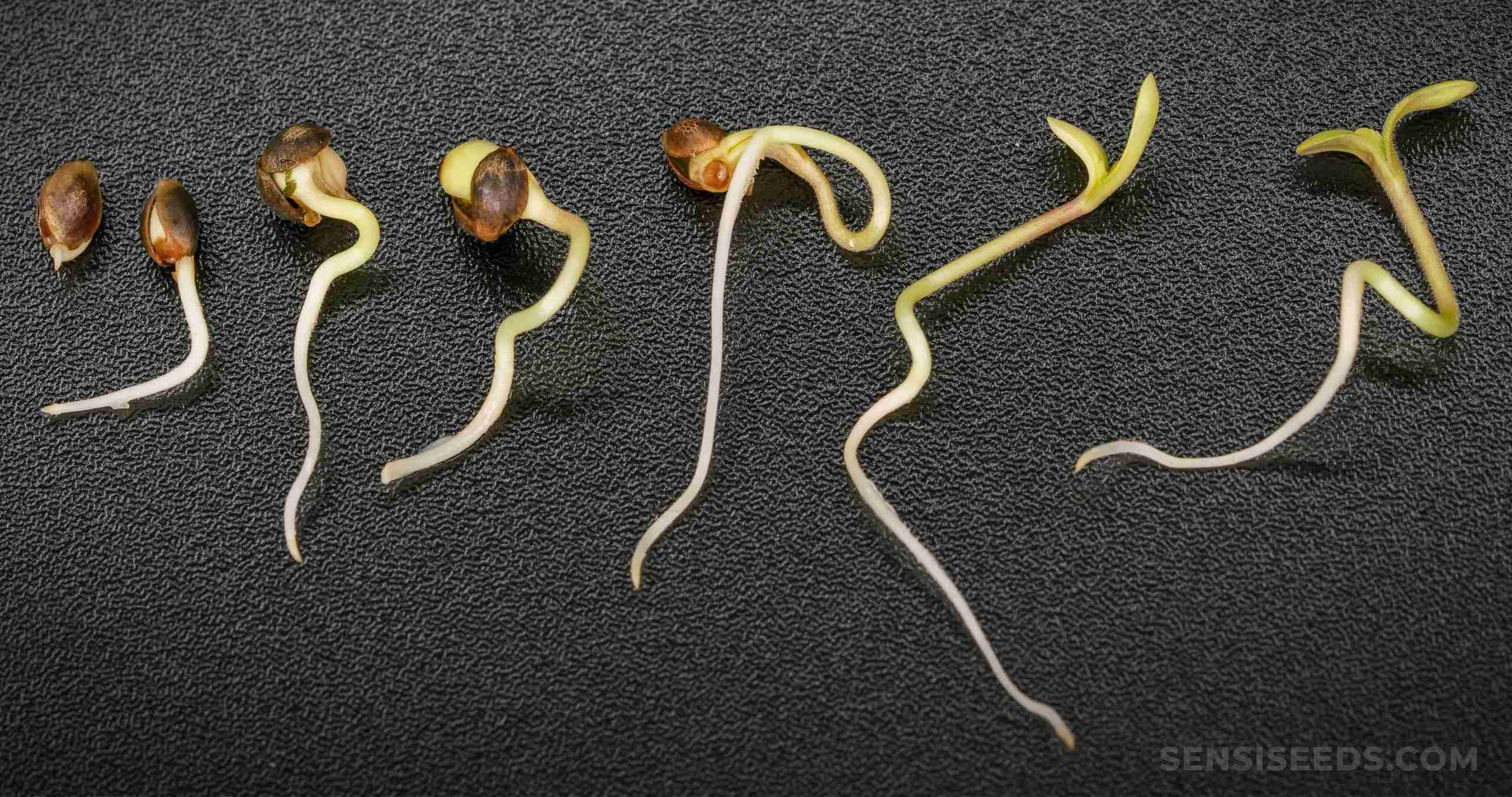 How To Germinate Weed Seeds