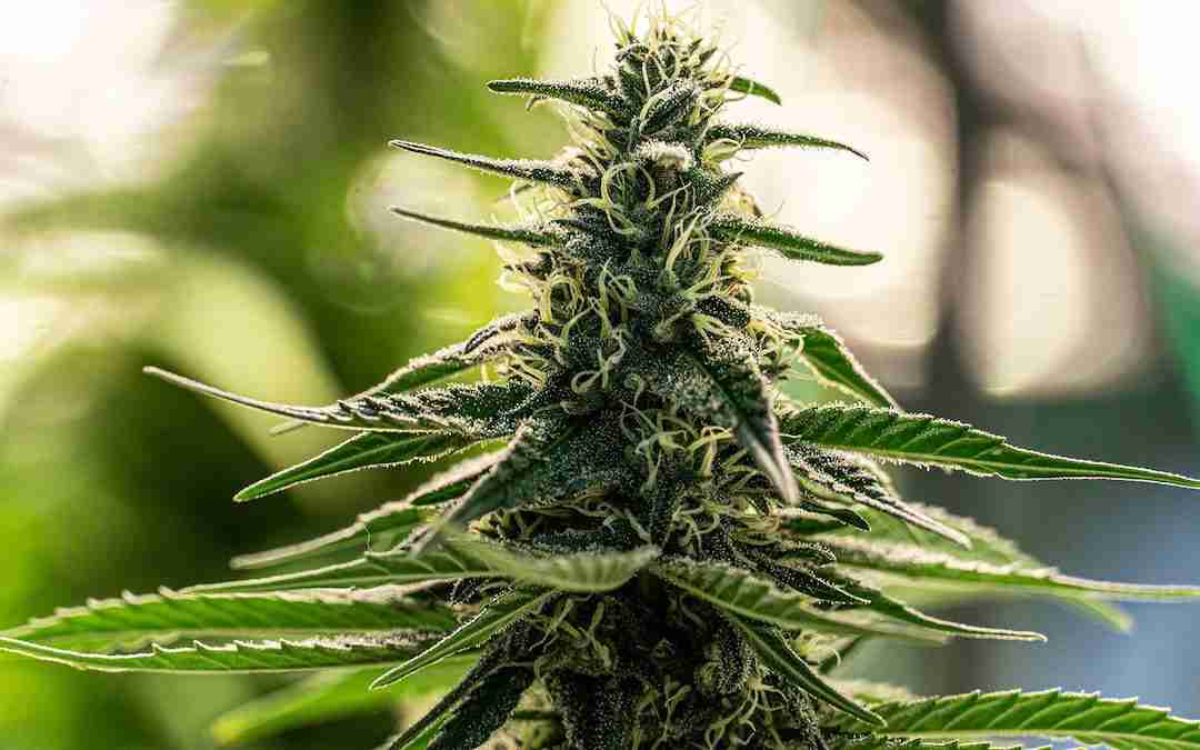 Understanding Male and Female Weed Seeds: Key Differences Explained