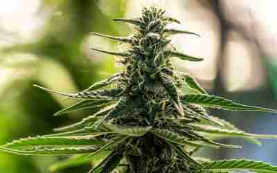 Understanding Male and Female Weed Seeds: Key Differences Explained