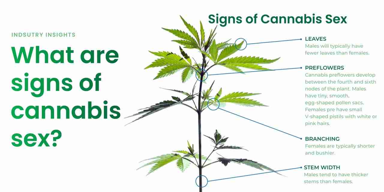 Male And Female Weed Seeds