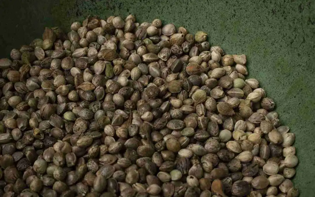 How We Test Our Seeds