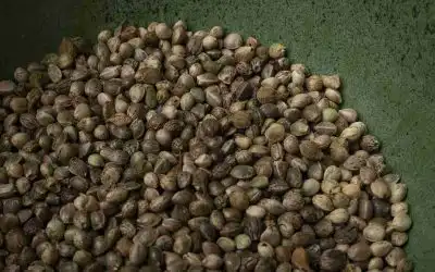 How We Test Our Seeds