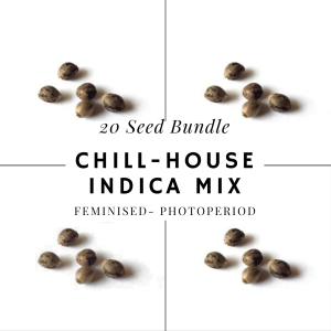 chillhouse indica Feminised- photoperiod BUNDLE