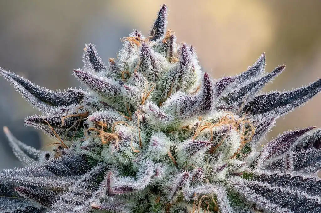 A view of a runtz feminized bud against a green background