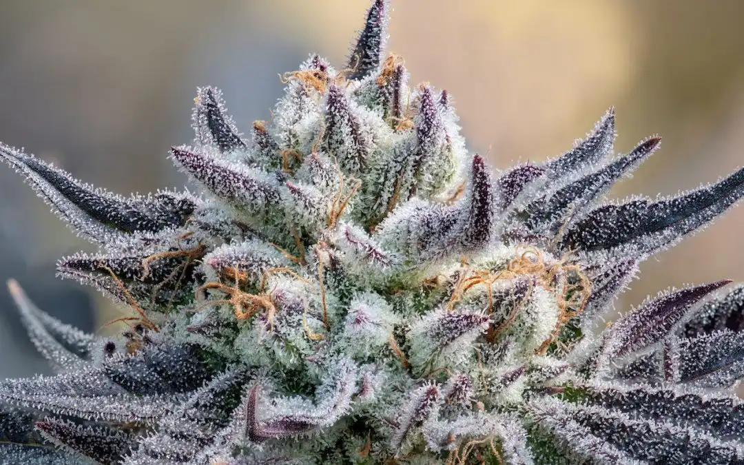 Runtz Strain Review: The Candy Hybrid That Defined an Era