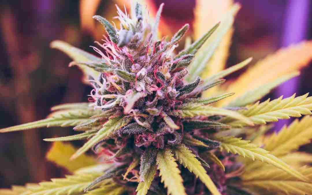 Cannabis Sativa Seeds in Australia: What to Know Before You Buy