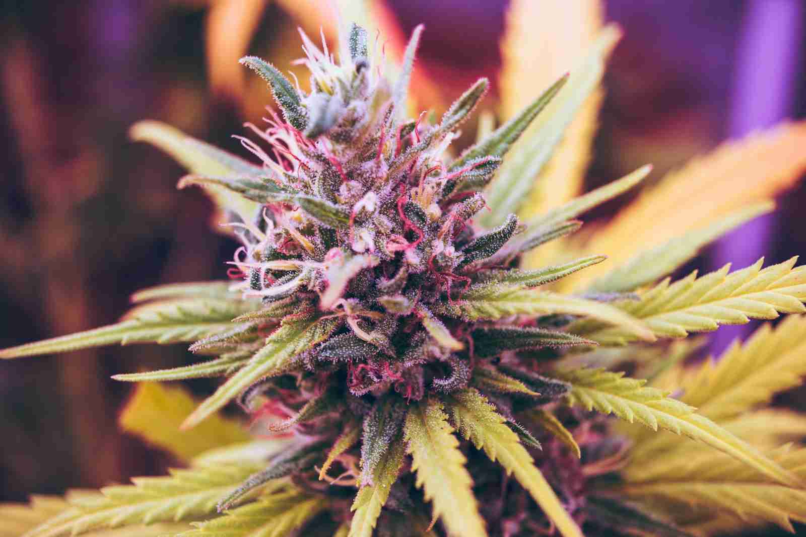 durban poison cannabis sativa seeds