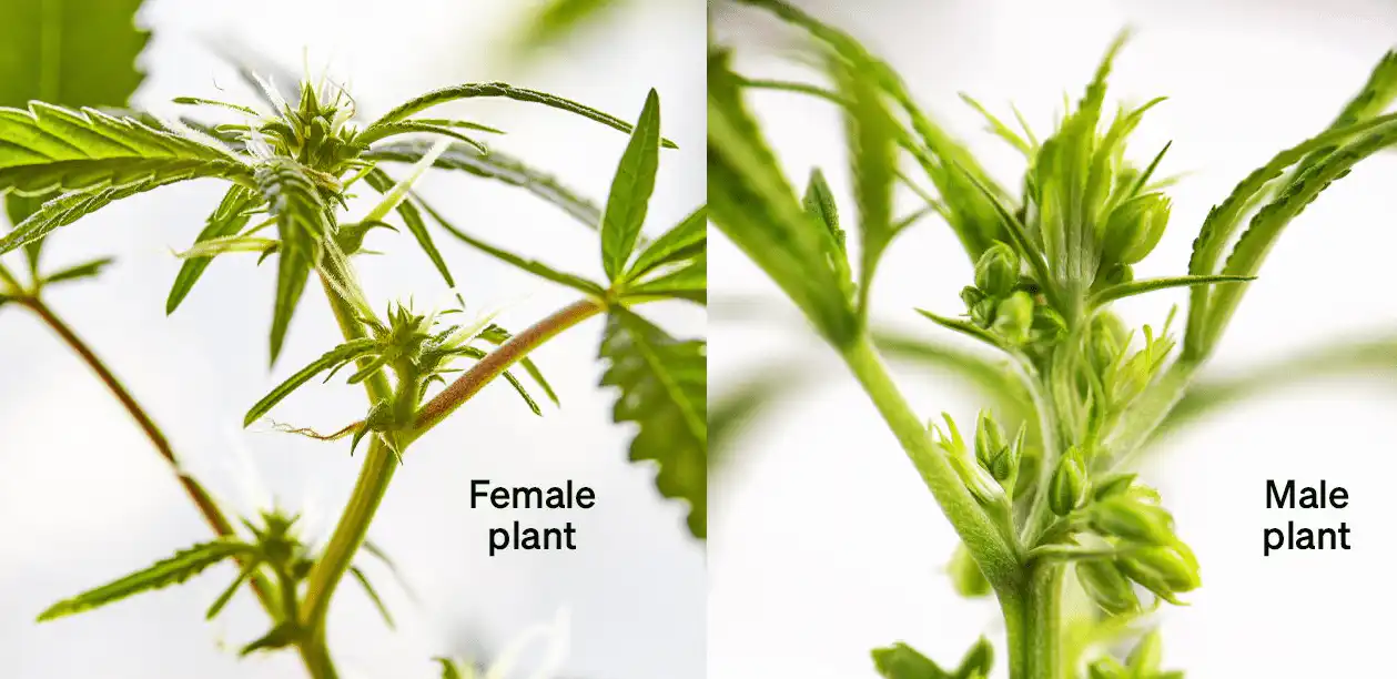 close up Male And Female Weed Seeds
