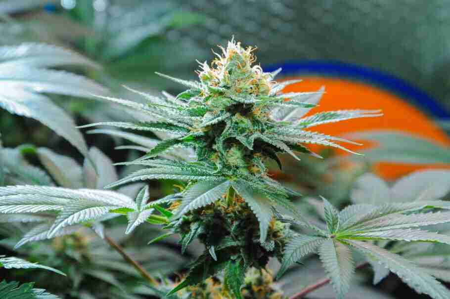 amnesia haze cannabis sativa seeds