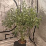 Auto Future #1 Feminised Seeds photo review