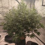 Auto Future #1 Feminised Seeds photo review