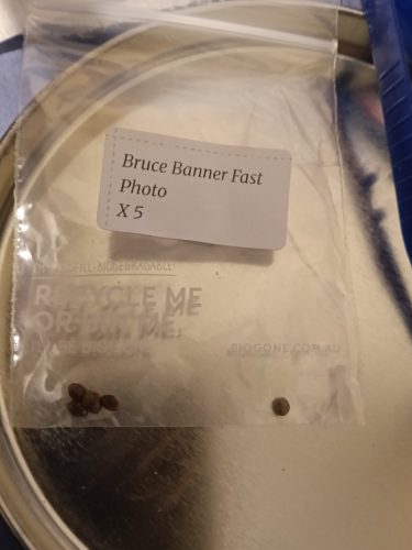 Fast Bruce Banner Feminized Seeds photo review