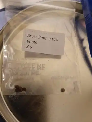 Fast Bruce Banner Seeds — Feminised Fast Version photo review