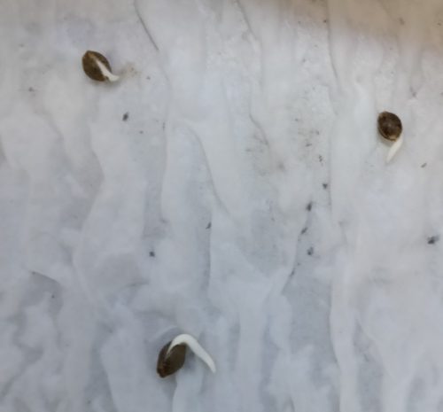 Fast Bruce Banner Feminized Seeds photo review