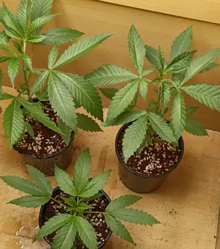 fast bruce banner seedlings at 6 weeks