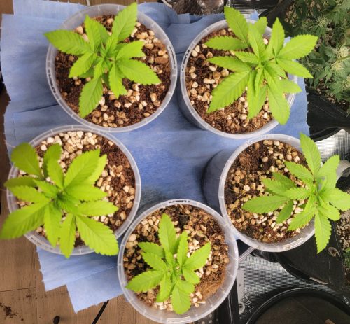 Fast Bruce Banner Feminized Seeds photo review