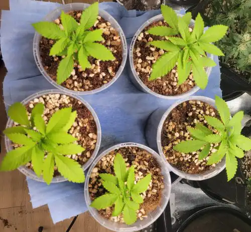 Fast Bruce Banner Seeds — Feminised Fast Version photo review