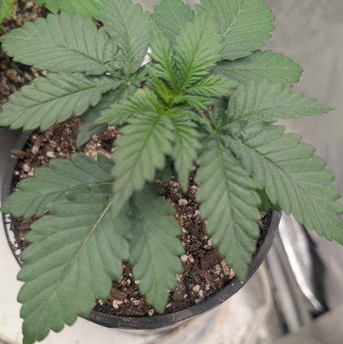 Fast Gelato Feminized Seeds photo review