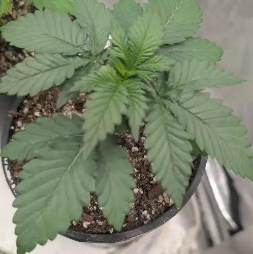 Fast Gelato Seeds — Feminised Fast Version photo review