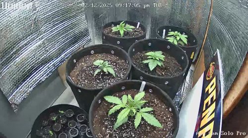 Sour Diesel Fast Version Seeds photo review