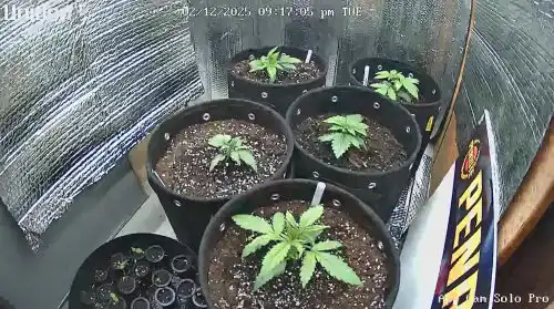 Fast Sour Diesel Seeds — Feminised Fast Version photo review