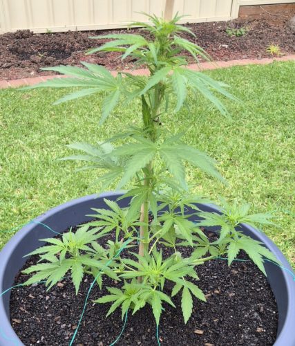 Fast OG Kush Feminized Seeds photo review