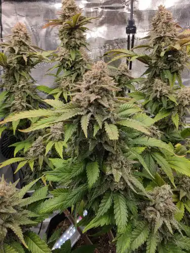 Fast Gelato Seeds — Feminised Fast Version photo review