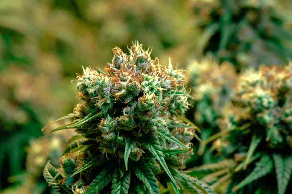 Fast Version Cannabis Seeds- sacred seeds australia