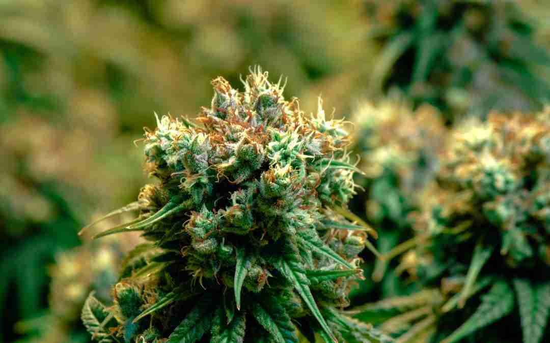 Fast Version Cannabis Seeds: The Secret Weapon I Wish I’d Known About Sooner