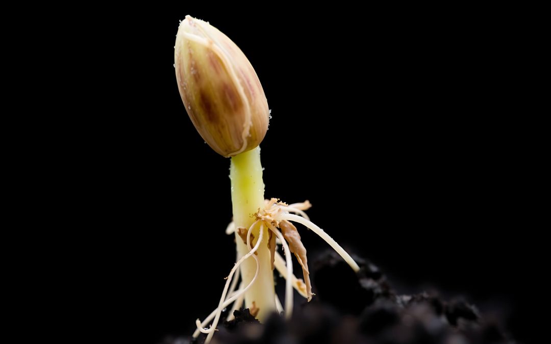 How to Grow Weed Seeds Successfully