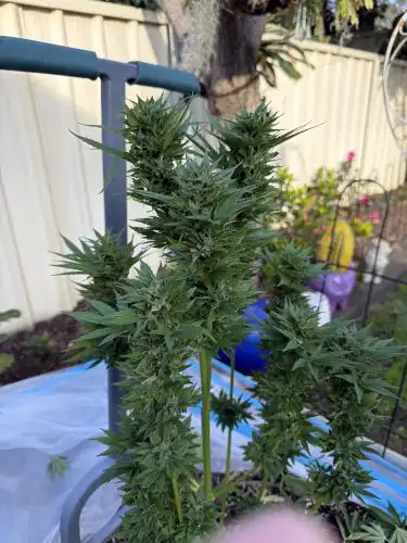 Fast OG Kush Seeds — Feminised Fast Version photo review