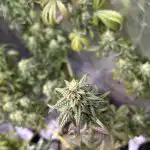 Fast Bruce Banner in late flower, frosted colas with fading fan leaves